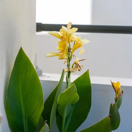 Olivio Appartement *