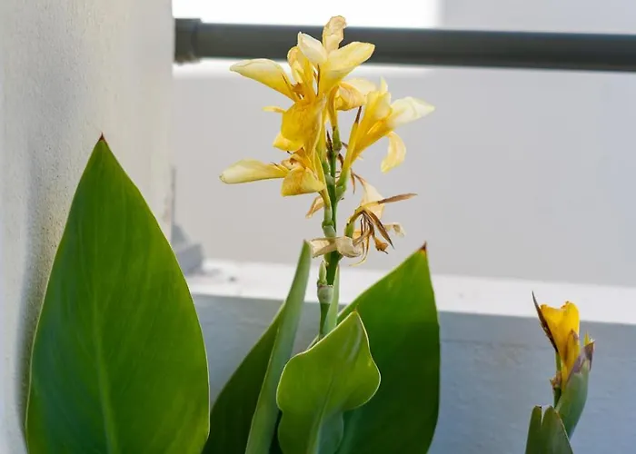 Olivio Apartamento *